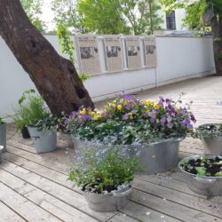 Muuseumiaed_juuni 2020_1