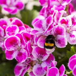 Kalamajamuuseumi_suvi_MK (4)-X4